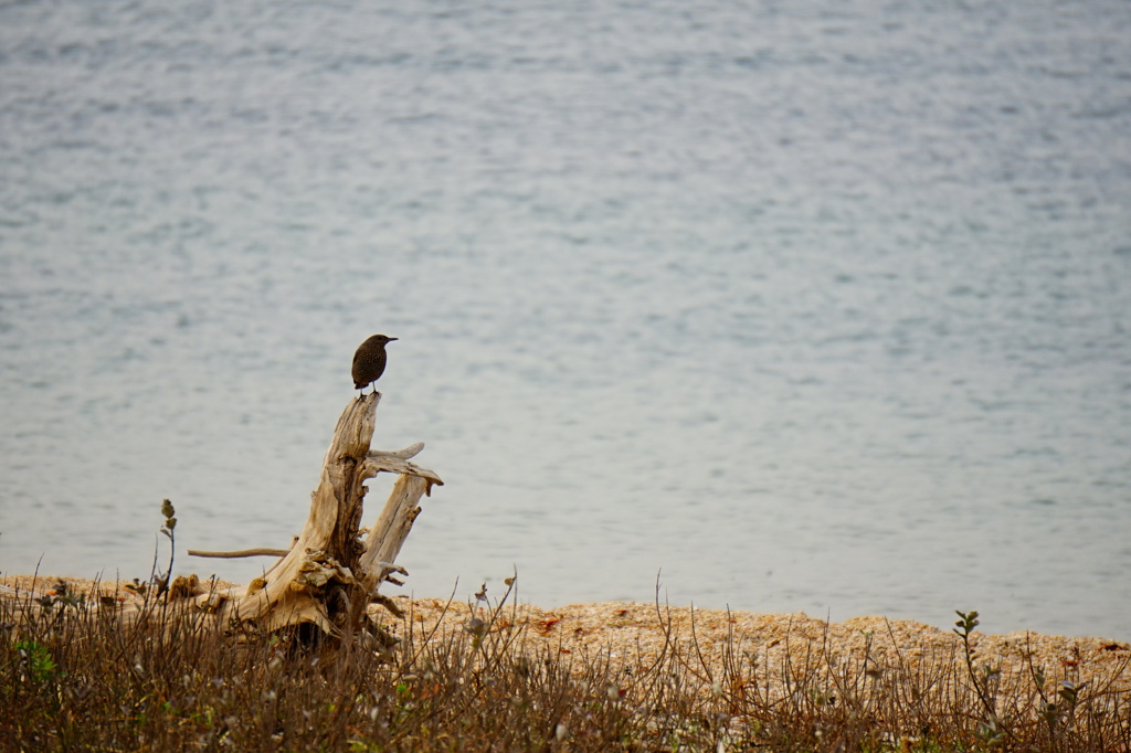鳥と流木