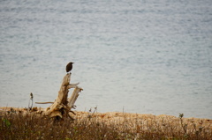 鳥と流木