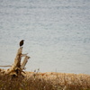 鳥と流木