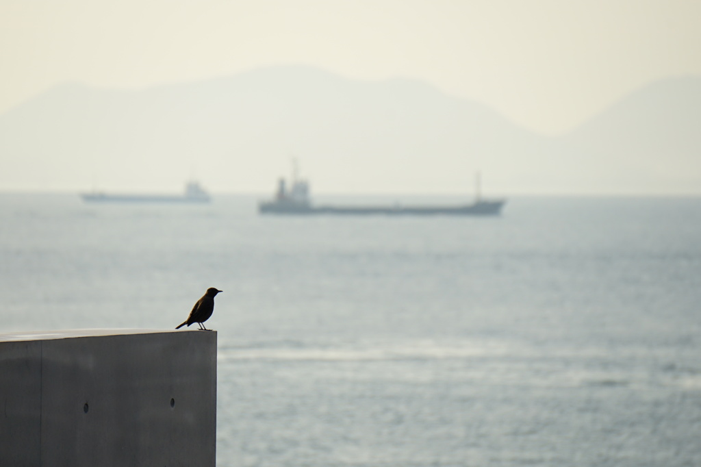 鳥と船
