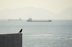 鳥と船