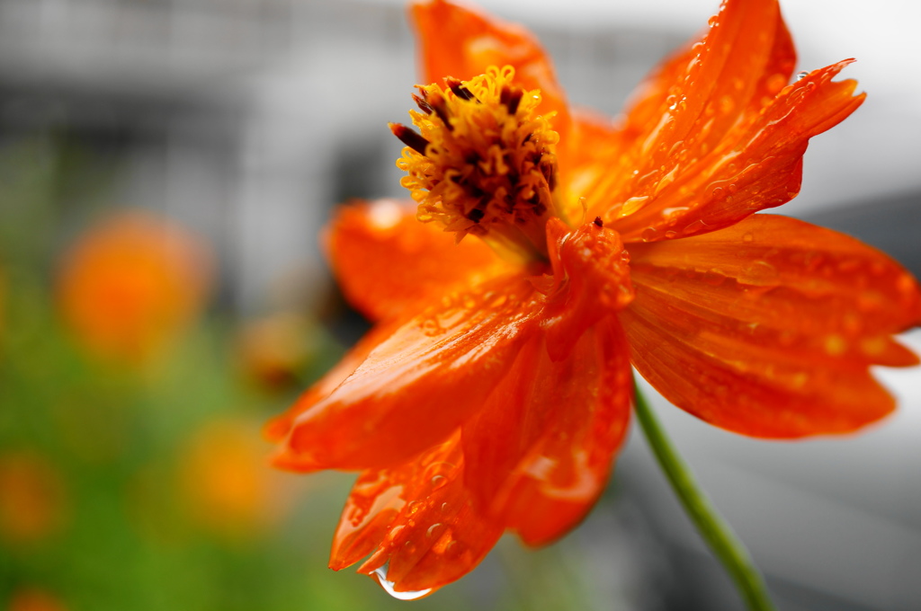 お花②