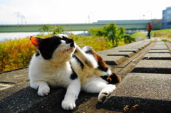 あ～かいーなー