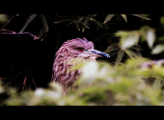 野鳥の島Ⅴ