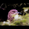 野鳥の島Ⅴ