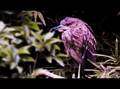 野鳥の島Ⅲ