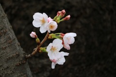 20160321121733_IMG_2340