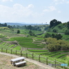下赤坂の棚田