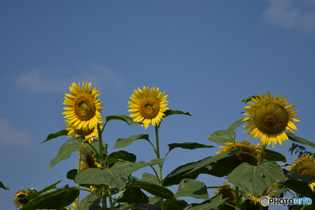 夏空