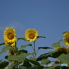 夏空