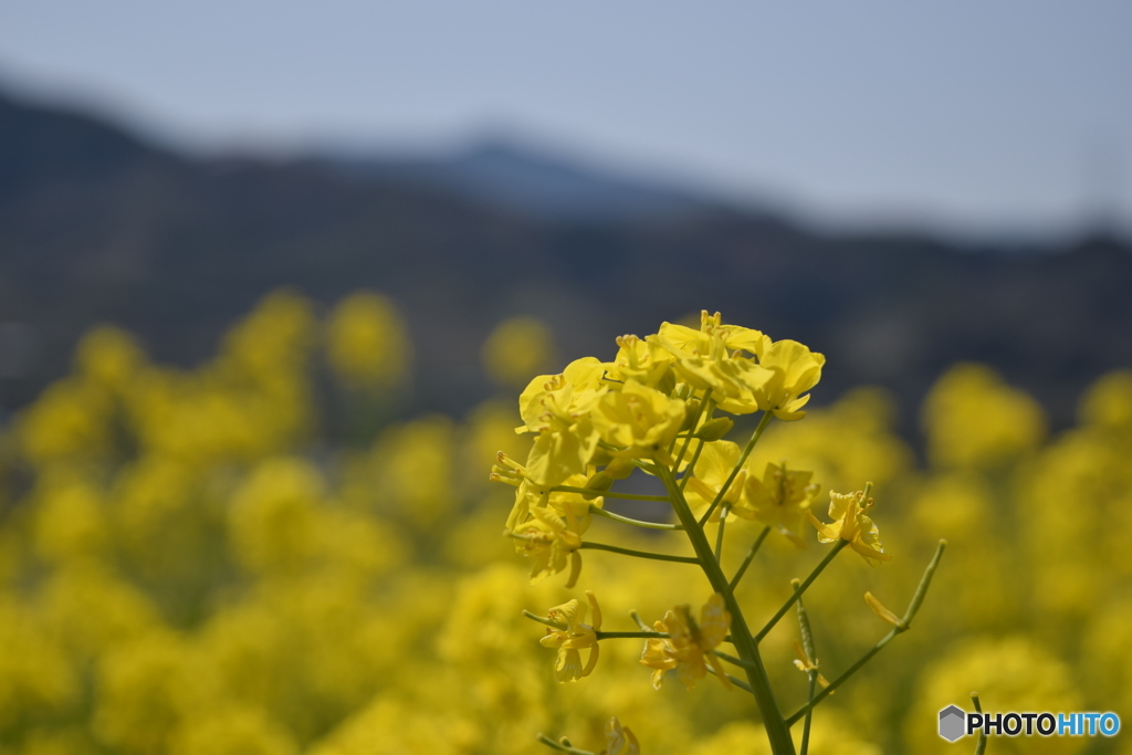 菜の花