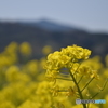 菜の花