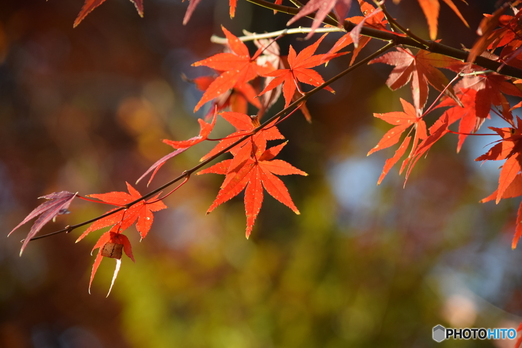 紅葉