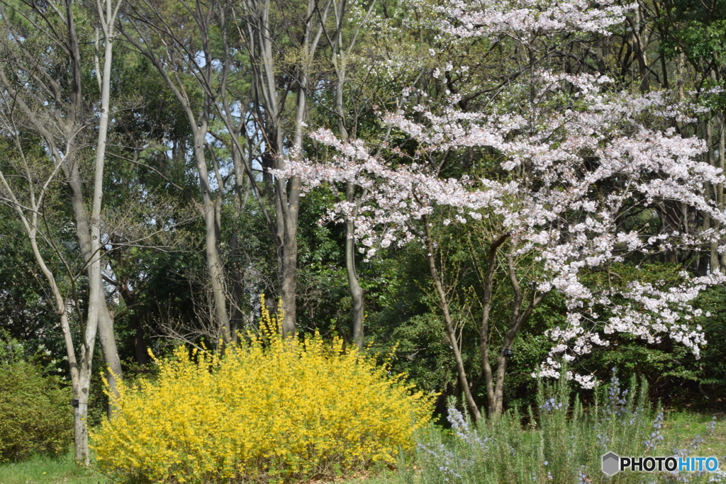 黄色と桜色