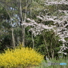 黄色と桜色