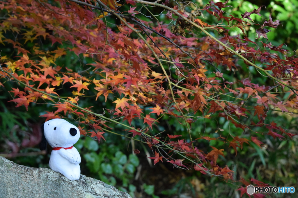 紅葉狩り