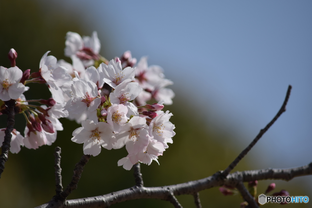 桜