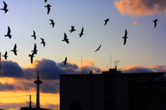 鳥の京都