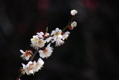 白梅 2020