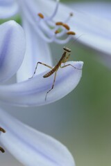 アガパンサスにお客さん