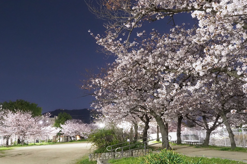 夜桜