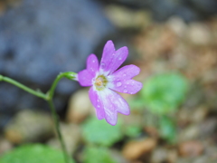 咲くやこの花館