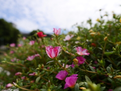 中之島バラ公園