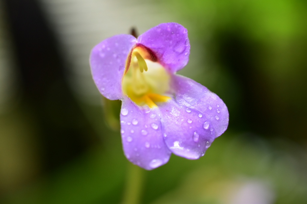 京都府立植物園にて