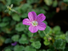 鶴見緑地公園　咲くやこの花館