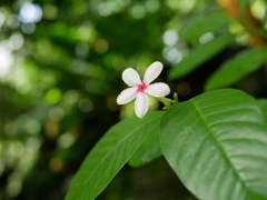 京都府立植物園
