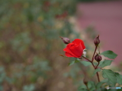 京都府立植物園