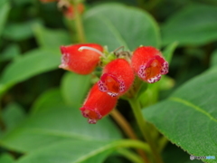 京都府立植物園
