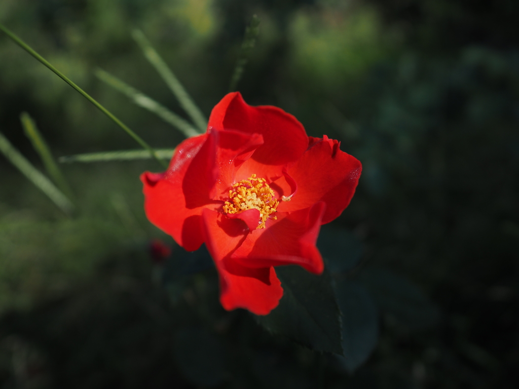 靭公園の薔薇
