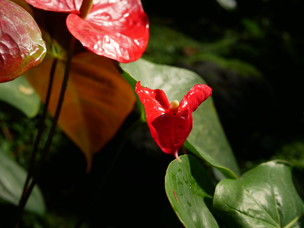 京都府立植物園