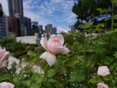 中之島バラ公園
