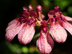 華