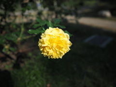 靭公園の薔薇