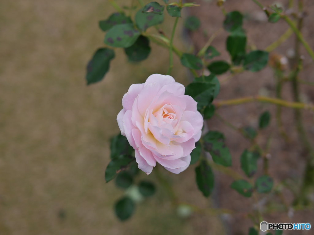 京都府立植物園