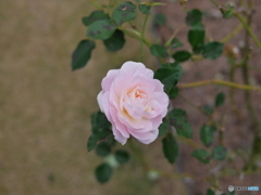 京都府立植物園