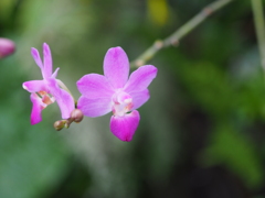 咲くやこの花館
