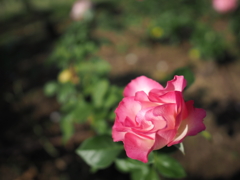靭公園の薔薇