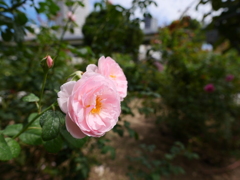 中之島バラ公園