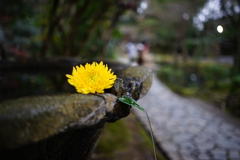 水影
