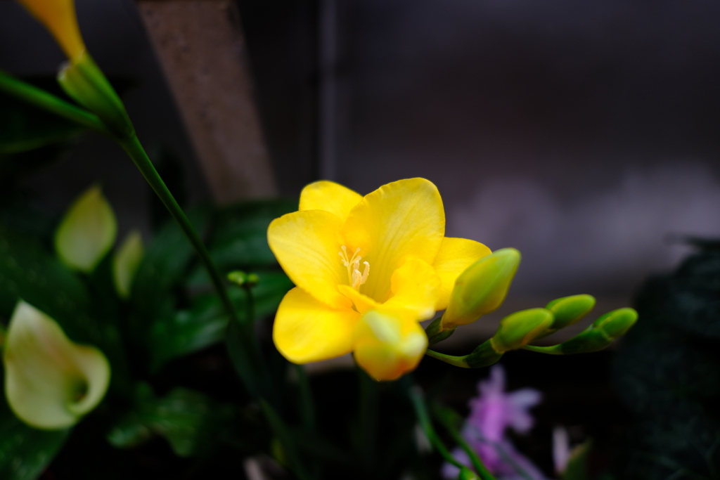 五月山緑化植物園