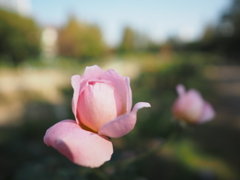 靭公園の薔薇