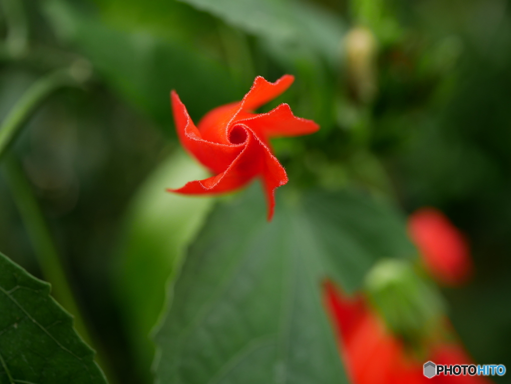 京都府立植物園