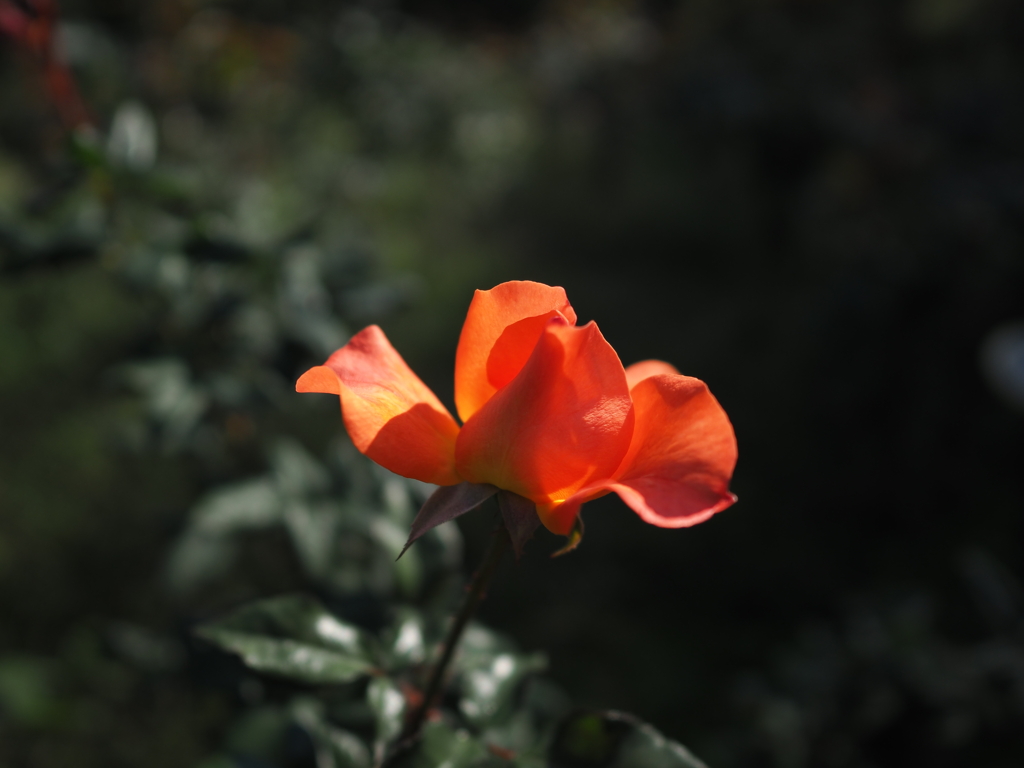 靭公園の薔薇