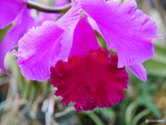 京都府立植物園