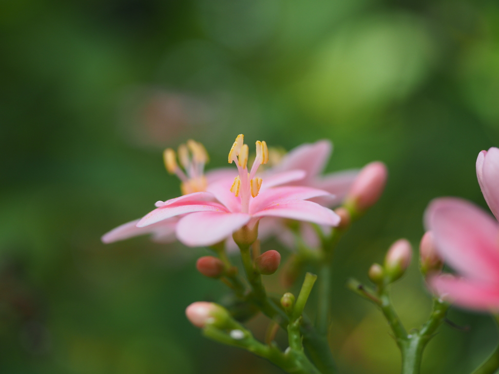 華