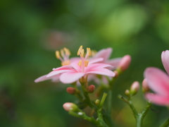 華